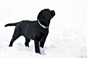 Black lab puppy in snow