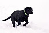 Black lab puppy running in snow