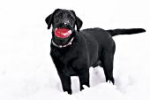 Black lab puppy playing with a red toy in snow