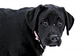 Black lab puppy in snow