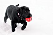 Black lab puppy playing with a red ball in snow