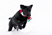 Black lab puppy wearing a scarf while running in snow