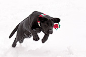 Black lab puppy wearing a scarf while running in snow