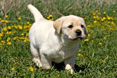 Yellow lab puppy in a field of dandelions