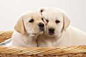 Yellow lab puppy nuzzling its sibling