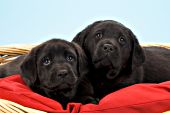 Inquisitive black lab puppies