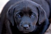 Inquisitive black lab puppy