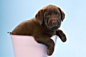 Chocolate lab puppy in a pink pail