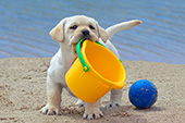 Yellow lab puppy playing with a pail on a beach