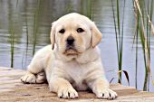 Yellow lab puppy lying on a dock at a pond