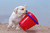 Yellow lab puppy playing with a pail at the beach