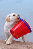 Yellow lab puppy playing with a pail at the beach