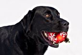 Black lab holding a Christmas ornament in his mouth