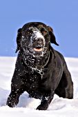 Black lab playing in snow