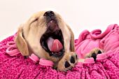 Yellow lab puppy yawning