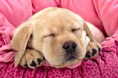 Yellow lab puppy sleeping in a pink bed