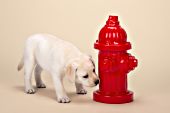 Yellow lab puppy sniffing a fire hydrant