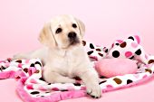 Yellow lab puppy lying on a pink blanket