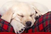 Yellow lab puppy sleeping on a pillow