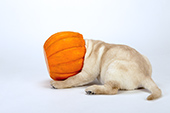 Yellow lab puppy with its head in a halloween pumpkin bucket