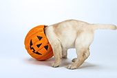 Yellow lab puppy with its head in a halloween pumpkin bucket