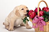 Yellow lab puppy biting an apple