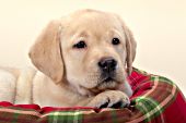 Yellow lab puppy sleeping in a plaid bed