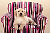 Yellow lab puppy in a pink striped chair