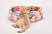 Yellow lab puppy climbing into her bed