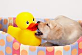 Yellow lab puppy playing with a large rubber duck