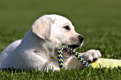 Yellow lab puppy chewing on a rope toy