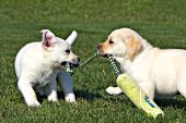 Yellow lab puppies playing with a tug toy