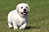 Yellow lab puppy running in grass