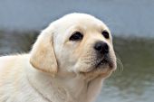 Yellow lab puppy at a lake