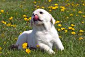 Yellow lab puppy playing in dandelions