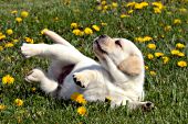 Yellow lab puppy rolling & playing in dandelions