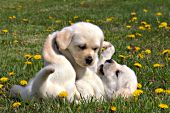 Yellow lab puppies wrestling & playing in dandelions