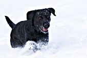 Black lab running in snow