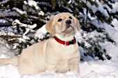 Yellow lab puppy playing in snow