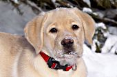 Yellow lab puppy in snow