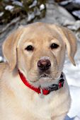 Yellow lab puppy in snow