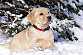 Yellow lab puppy playing in snow