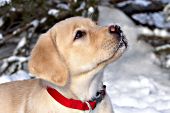 Yellow lab puppy in snow