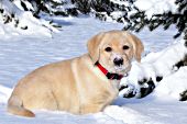 Yellow lab puppy in snow