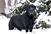 Black lab in snow