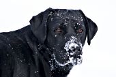 Black lab in snow