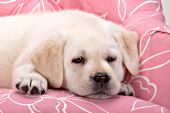 Sleepy yellow lab puppy in a pink chair