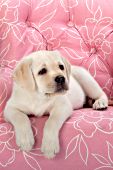 Yellow lab puppy in a pink chair