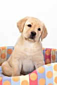 Curious yellow lab puppy sitting in her dog bed