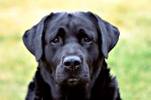 Black lab portrait